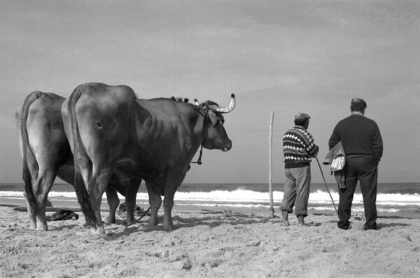 Les boeufs permettent aux Pêcheurs de ramener le filt sur la plage. Pêche au Portugal. 1993.
