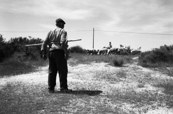 Un berger et son troupeau de moutons dans le nord du Portugal, 1998. Tirage noir et blanc de collection.