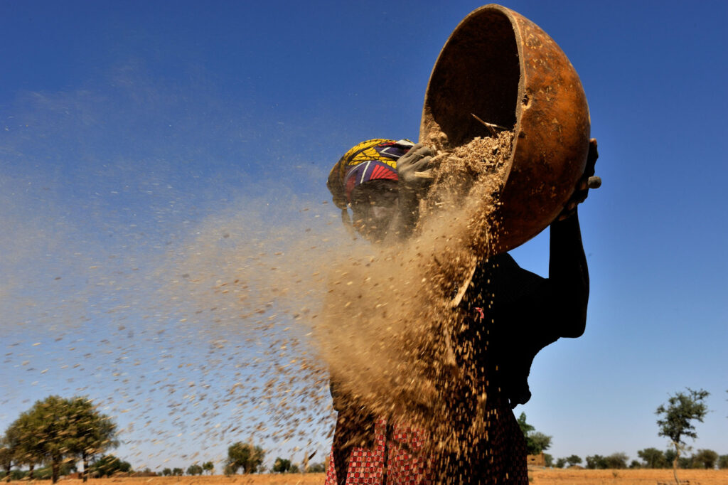 Travail du mil dans un village du Pays Dogon, Mali, 2009.