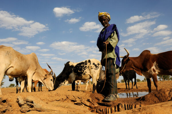 Mali.Village Dogon en limite de zone sahelienne. Eleveur de vaches. Image couleur tirée sur papier Epson