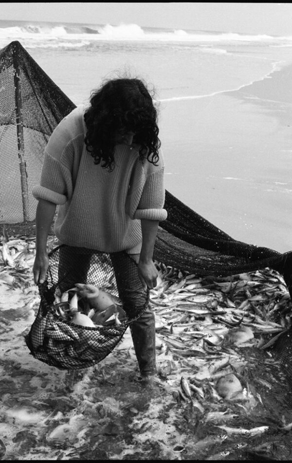 Pêche sur la plage de Toreirra, près d'Aveiro, au Portugal. 1993. Ouverture du filet de pêche qui a été tiré durant de longues par des boeufs afin de le ramener sur la plage.