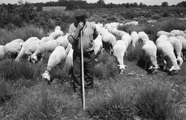 Un berger garde son troupeau dans un village du nord du Portugal. Campagne. élevage. Ruralité.